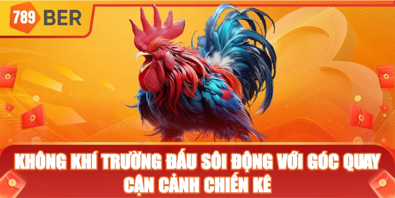 Không khí trường đấu sôi động với góc quay cận cảnh chiến kê